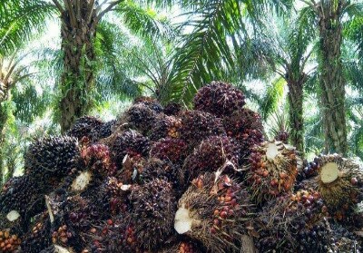 Tepis Kampanye Negatif, Kunjungan Delegasi Uni Eropa Buktikan Sawit Riau Ramah Lingkungan